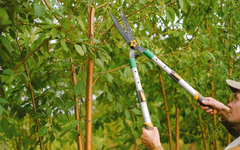 Tree trimming in Brinkley, AR