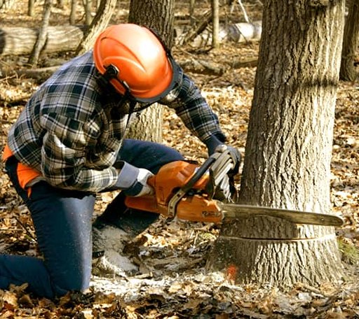 Tree Removal in Brinkley, AR